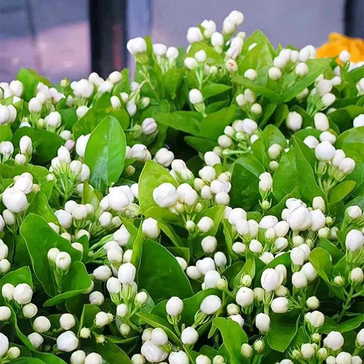 🔥LAST DAY Promotion 49% OFF 🌸Beautiful Jasmine Plant(Can be planted in winter)